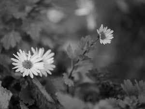 Colourfull Flowers, Aster, Autumn