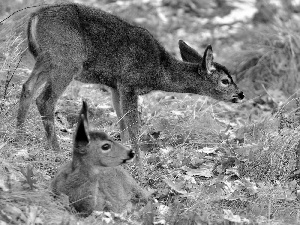 deer, grass, autumn, Leaf