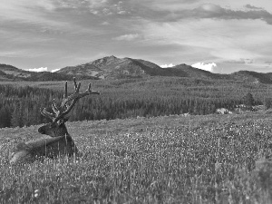 deer, Mountains, autumn, Meadow