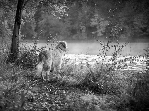 autumn, Golden Retriever, River, forest, dog