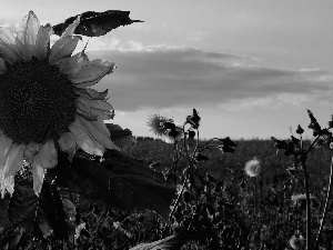 autumn, Sunflower, Field