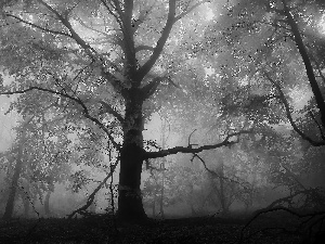 autumn, trees, Fog