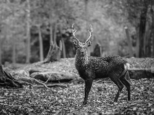 autumn, deer, forest