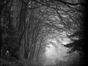 forest, Fog, autumn, Way