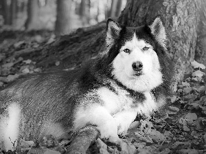 autumn, Husky, forest