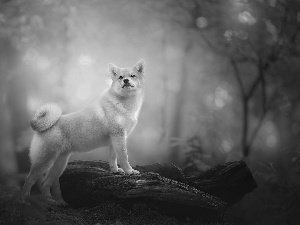 dog, autumn, forest, Shiba inu