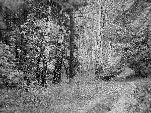 forest, Leaf, autumn, birch