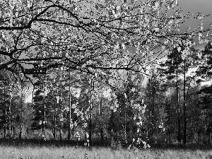 forest, Leaf, autumn, birch