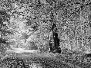 forest, Leaf, autumn, Way