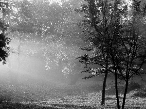 forest, sunny, autumn, rays