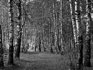 forest, Way, autumn, birch