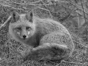 ginger, Meadow, autumn, fox