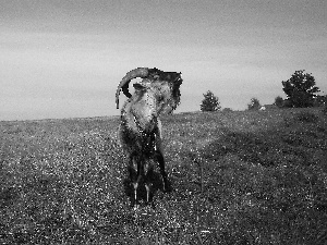 autumn, grass, goat