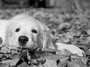 dog, Leaf, autumn, Golden Retriever
