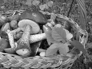 Autumn, Leaf, mushrooms, forest, basket