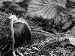 autumn, chestnut, Leaf