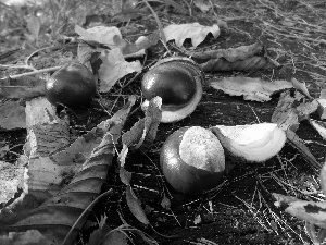 autumn, chestnuts, Leaf