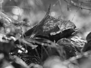 Autumn, dry, Leaf