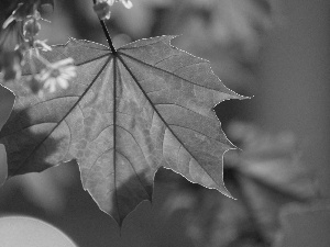 leaf, Flowers, autumn, color