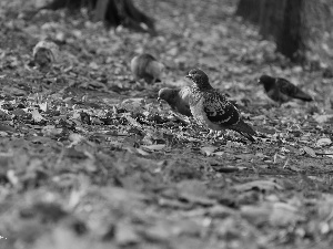 Autumn, Leaf, pigeon, dry, Gray