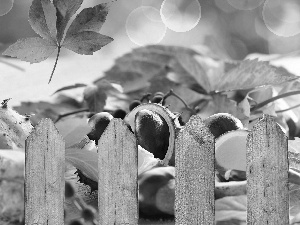 Leaf, Hurdle, autumn, chestnuts