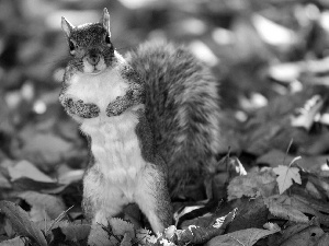 autumn, squirrel, Leaf