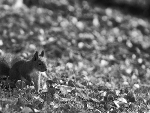 autumn, squirrel, Leaf