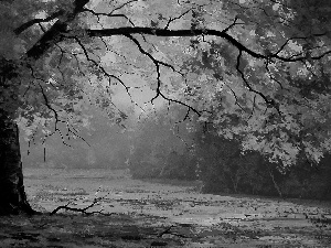 autumn, trees, Leaf