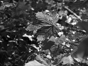 Leaf, Autumn