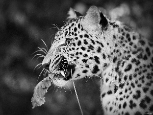 Leopards, leaf, Autumn, forest