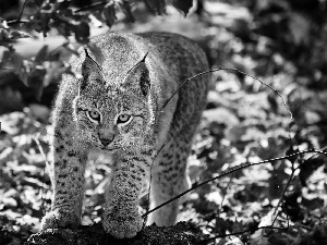 Lynx, Leaf, autumn, forest