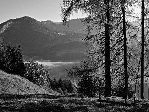 Mountains, Fog, autumn, woods