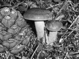 mushrooms, forest, autumn, litter