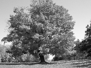 autumn, wayside, oak