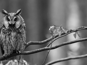 owl, forest, autumn, trees