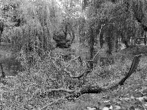 Park, Pond - car, Autumn, trees