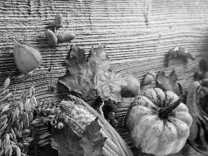 pumpkin, Leaf, autumn, corn