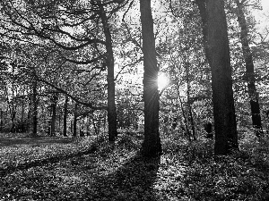 rays of the Sun, Park, autumn