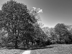 trees, Meadow, autumn, viewes