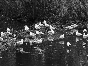 autumn, water, Gull, Leaf, gulls