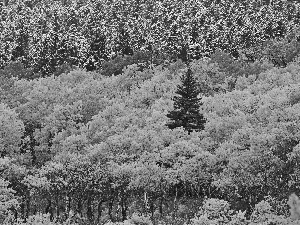 woods, viewes, autumn, trees