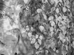 Yellow, birch, autumn, Leaf