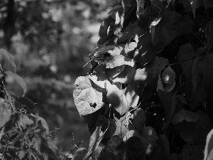 Yellow, nettle, autumn, Leaf