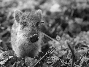 young, Leaf, autumn, Boar