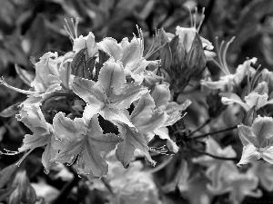 rhododendron, Beauty, azalea