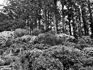 azalea, rhododendron, trees, viewes, Park