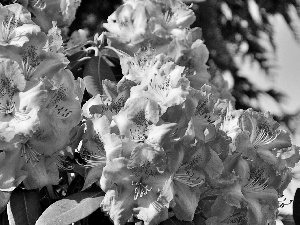 rhododendron, Pink, azalea