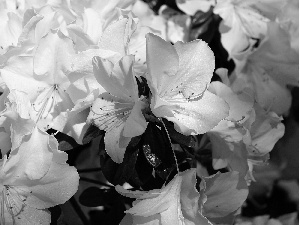 rhododendron, White, azalea