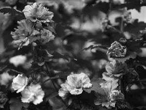 azalea, rhododendron