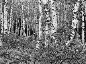 rhododendron, birch, forest